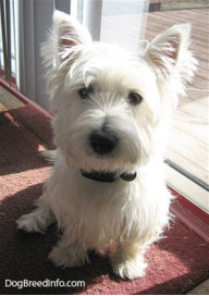 westiedog1